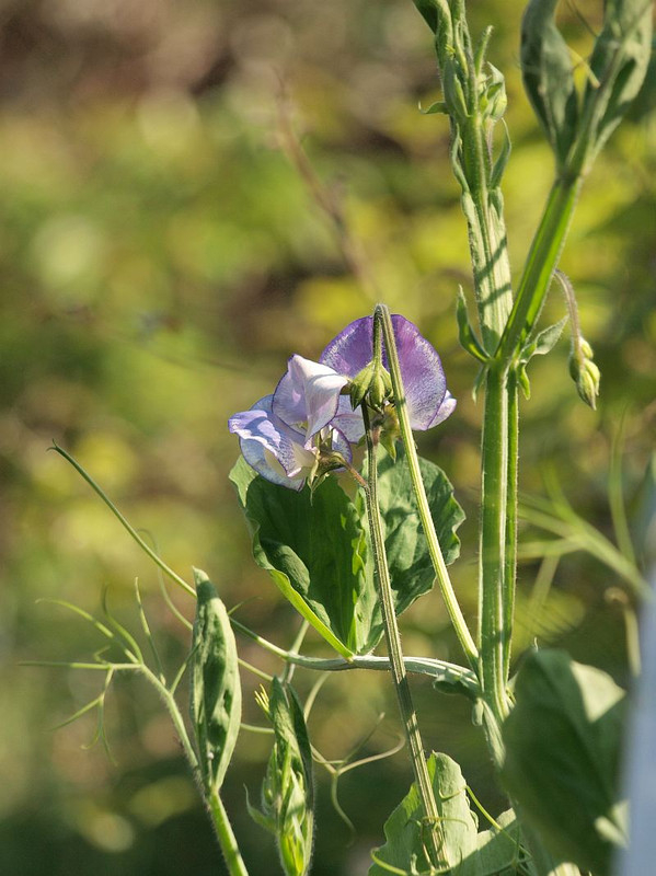 P4282040