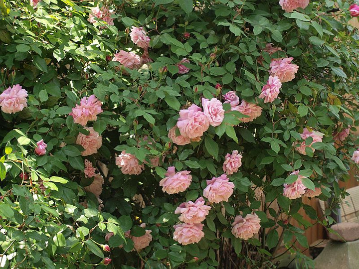 P4292075