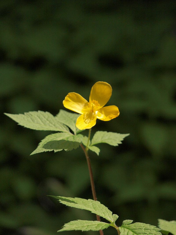 P4292080