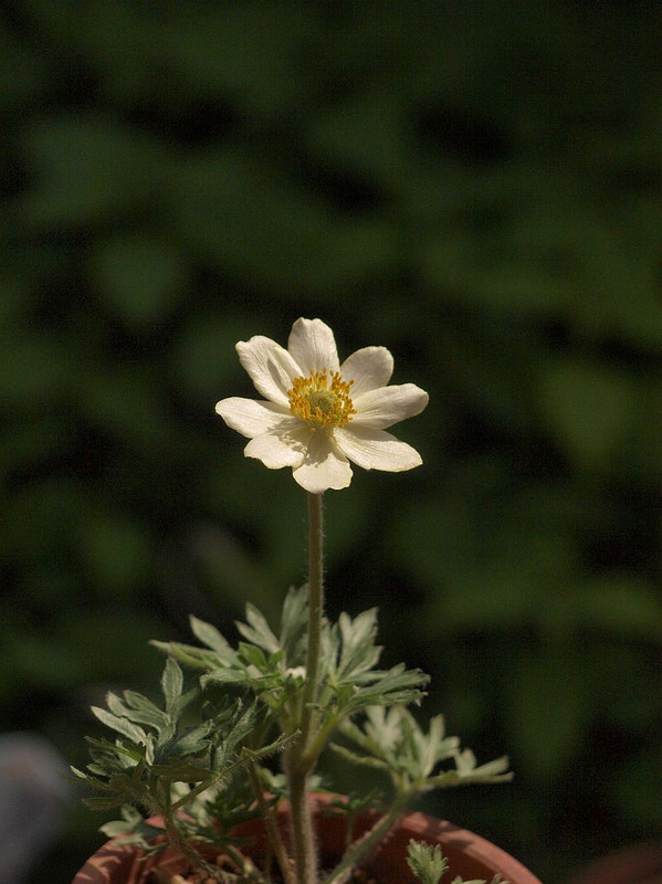 P4292081