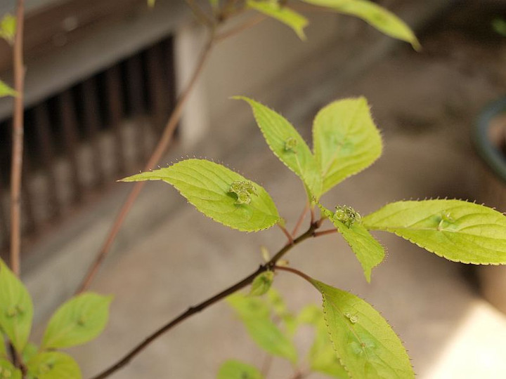P4292091