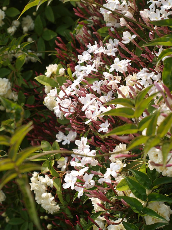 P4292118