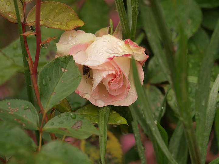 P4302146