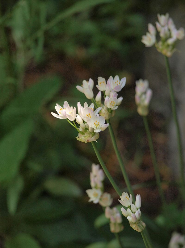 P5012197