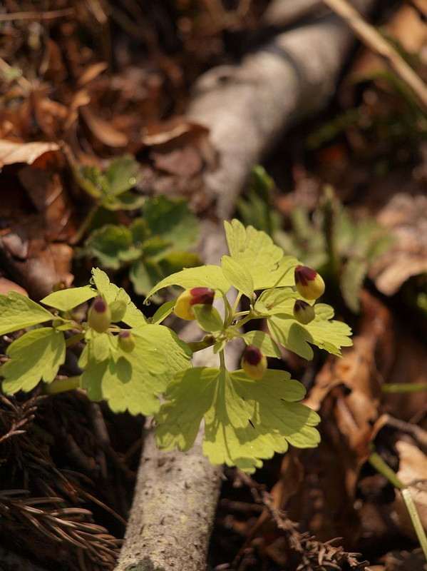 P4271702sanninnsirokanesou