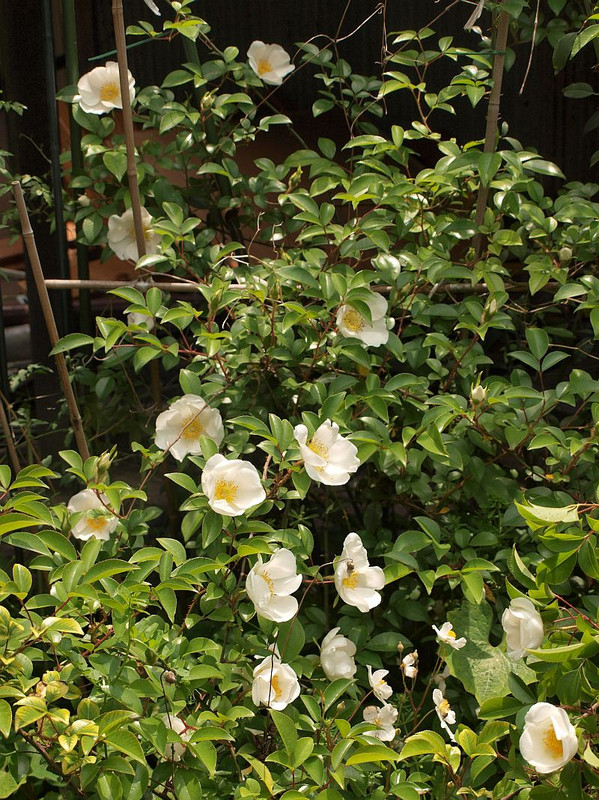 P5032483