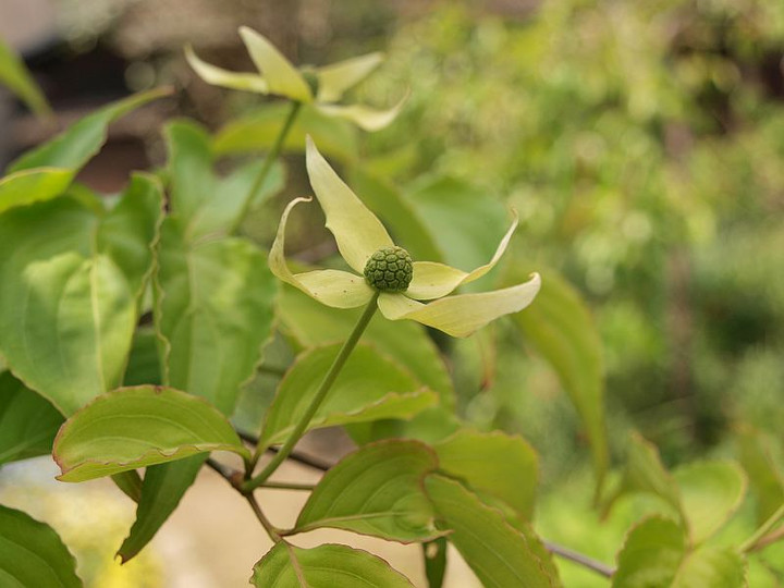 P5032485