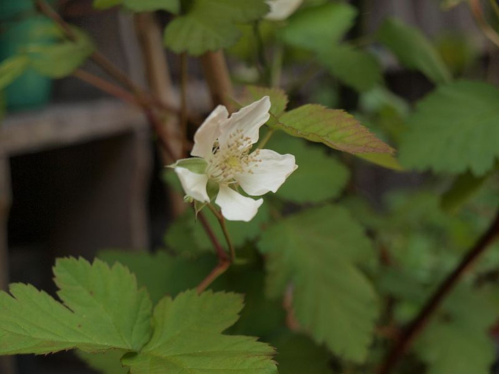 P5032518