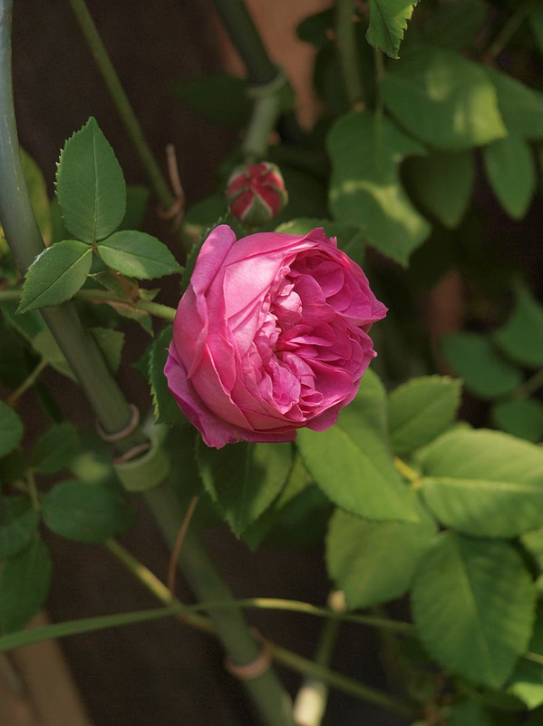 P5042528