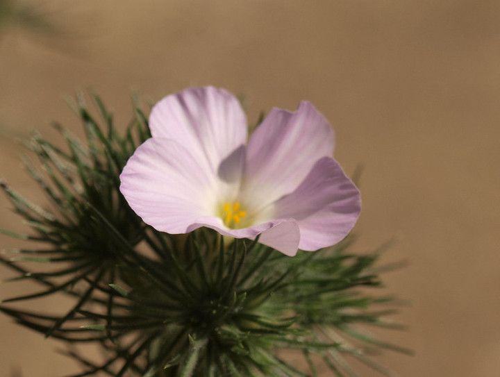 P5073106