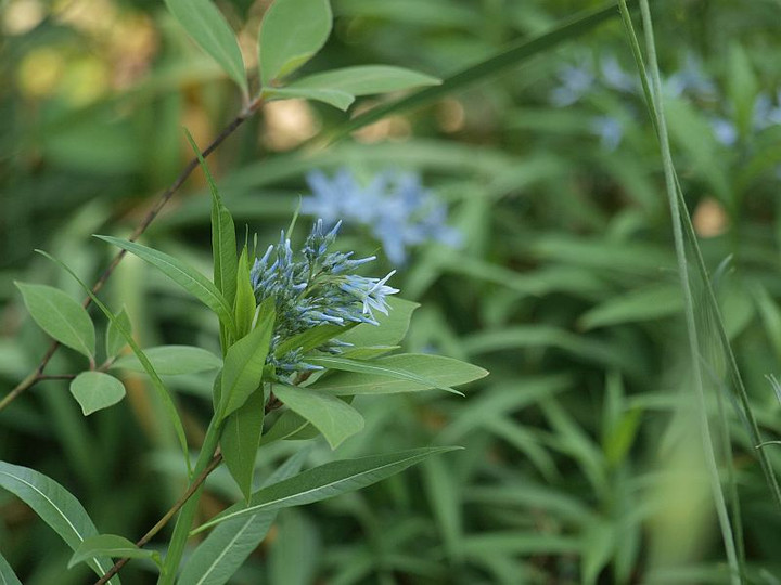 P5133676