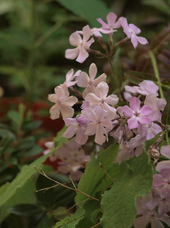 P5154304