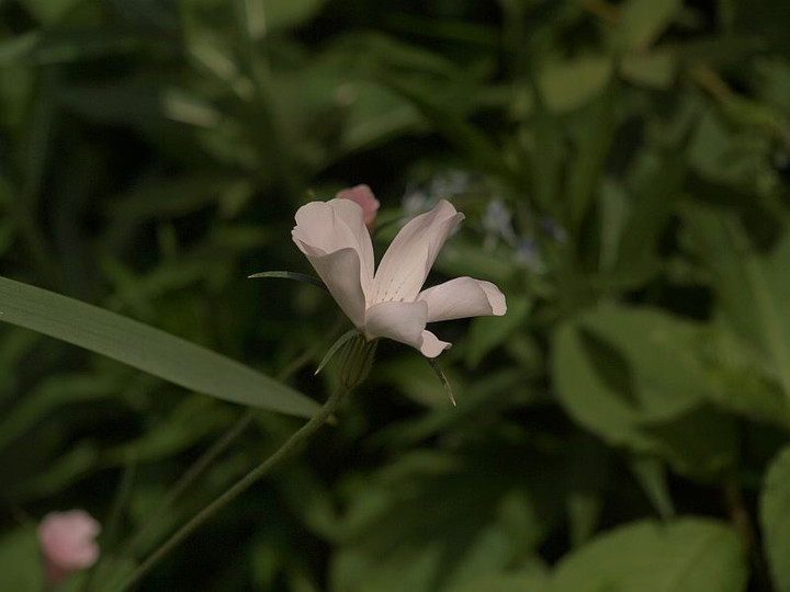 P5174590