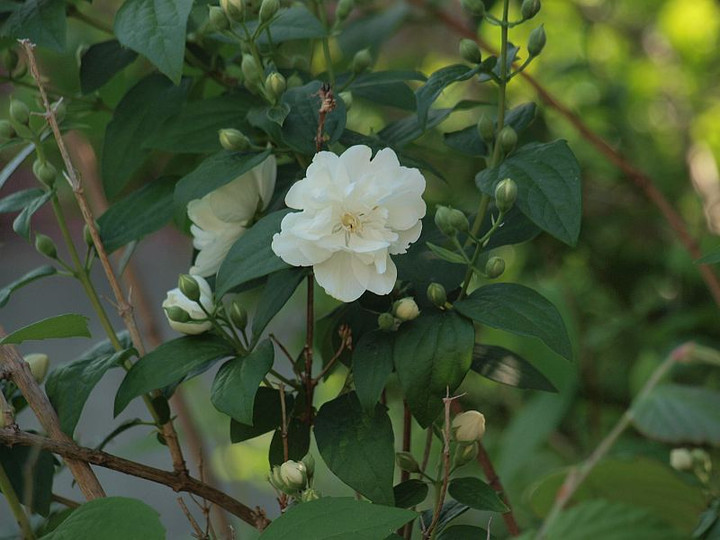 P5184636
