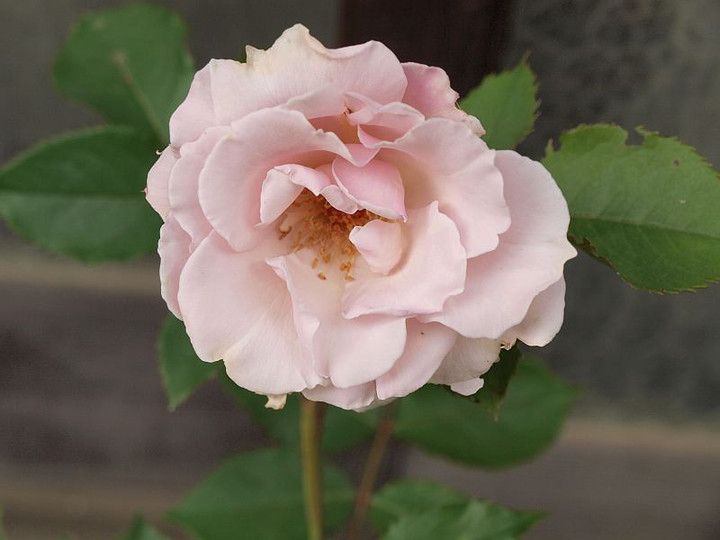 P5184741