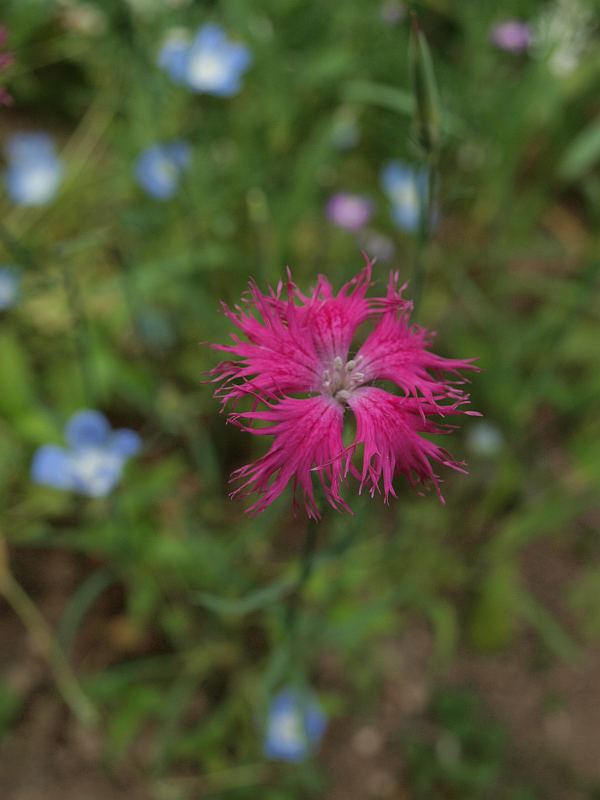 P5184756