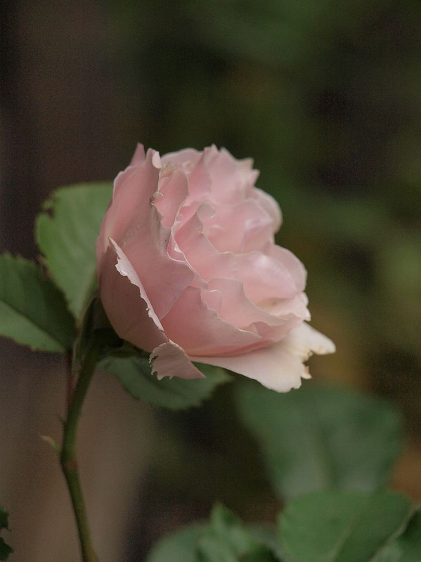 P5194765