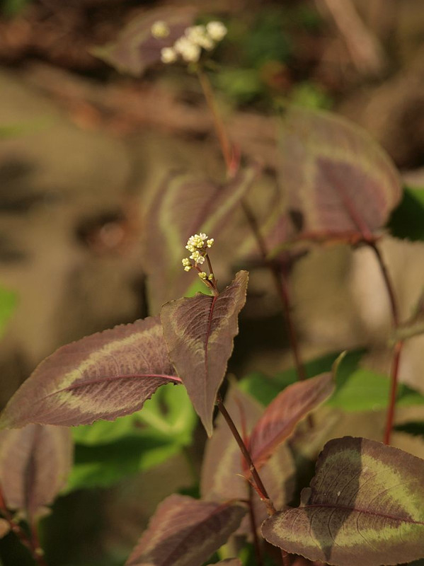 P5214866