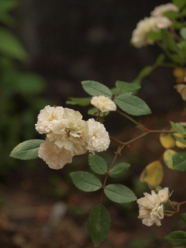 P5214869