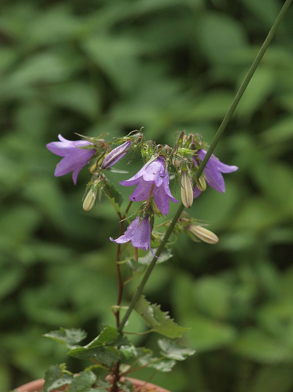 P5214870