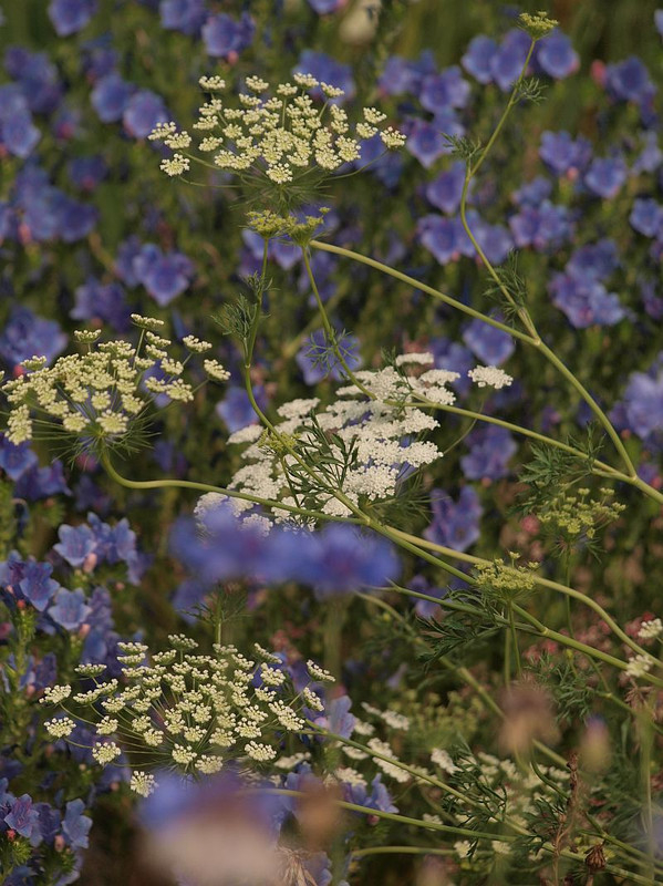 P5214890