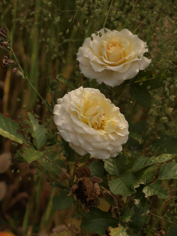 P5214895