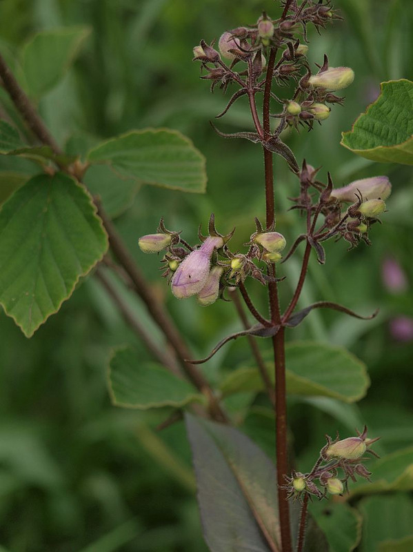 P5214910