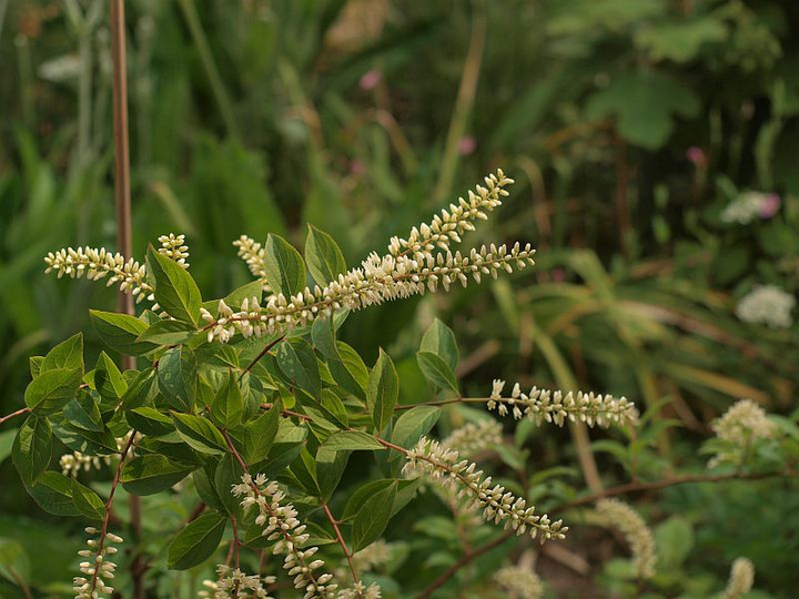 P5214911