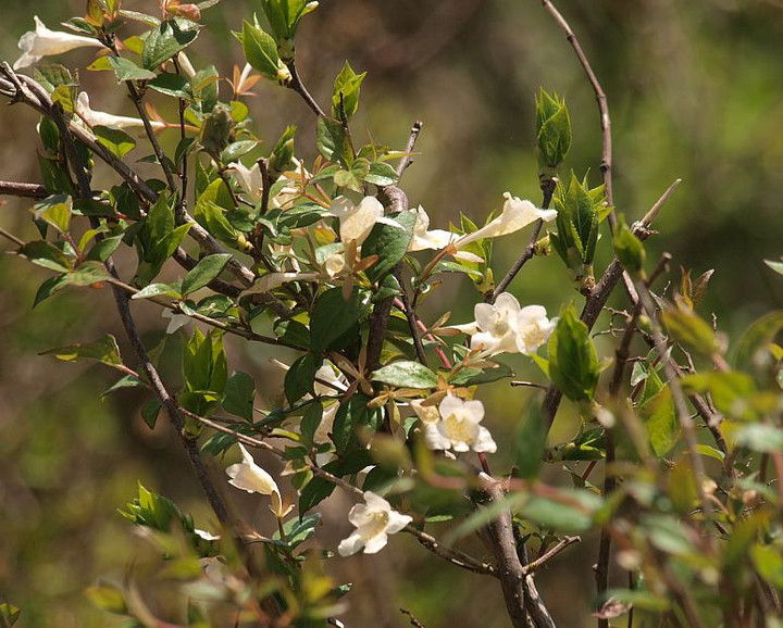 P5144048tukubaneutugi