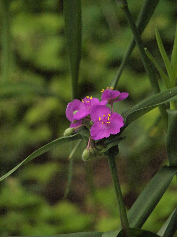 P5234923