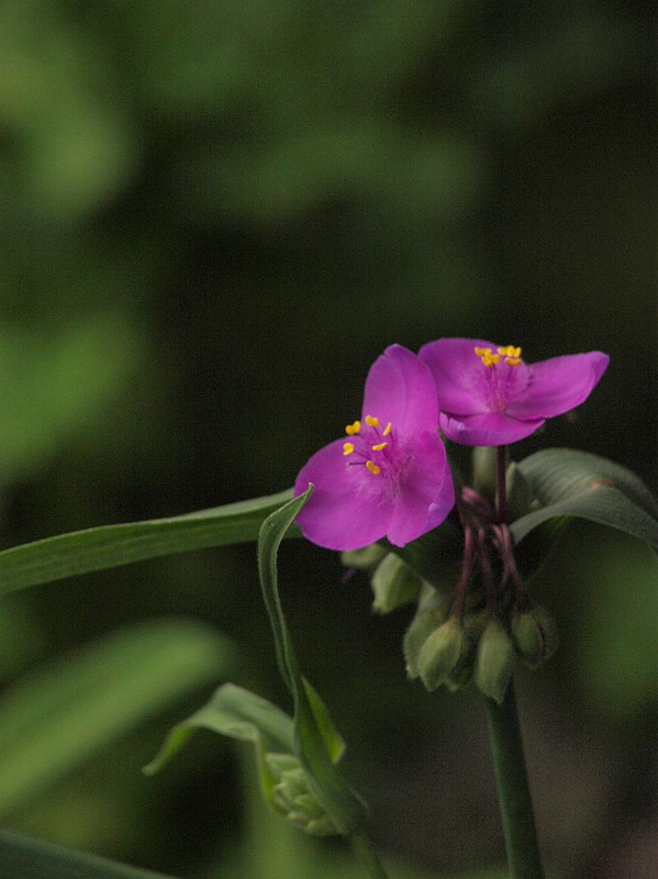 P5234924