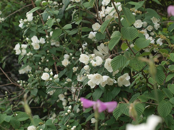 P5234947