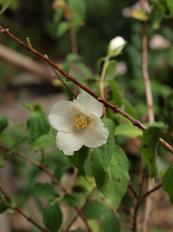 P5235015