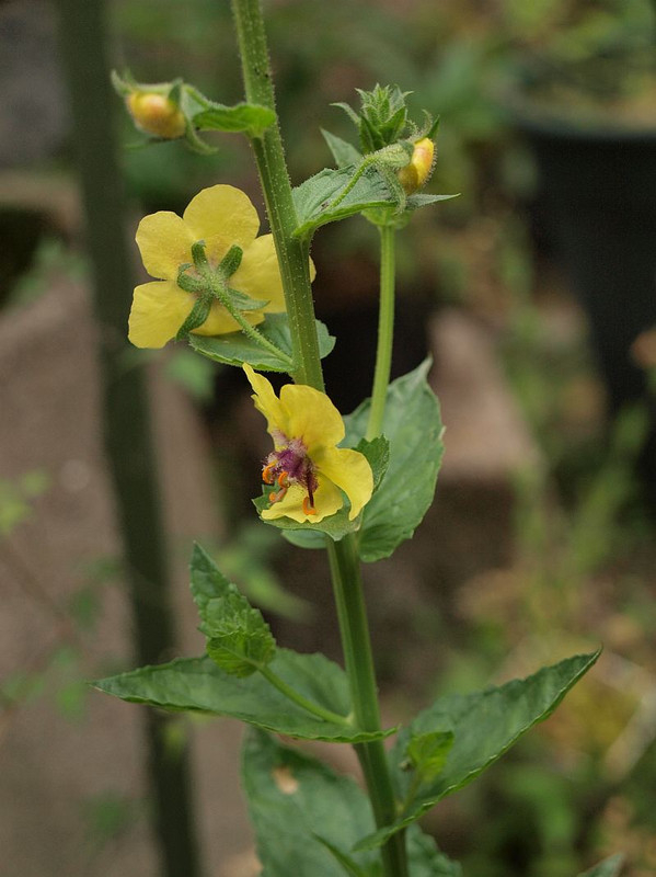 P5235016