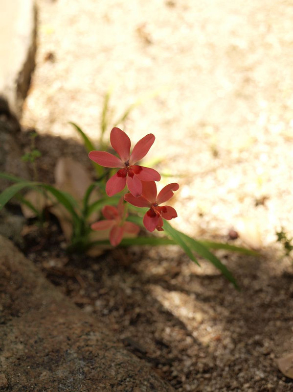 P5235030