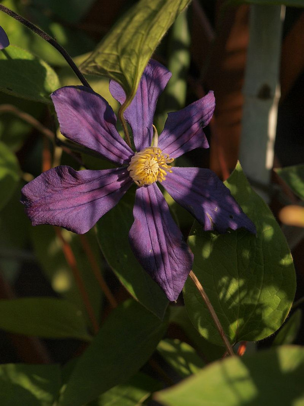 P5245033