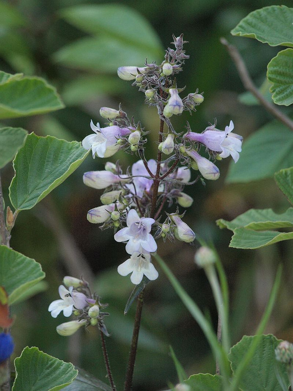 P5245036