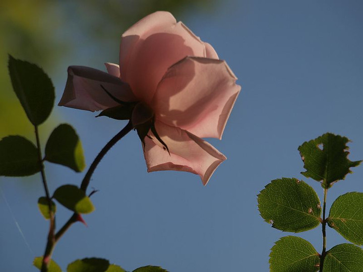 P5245043