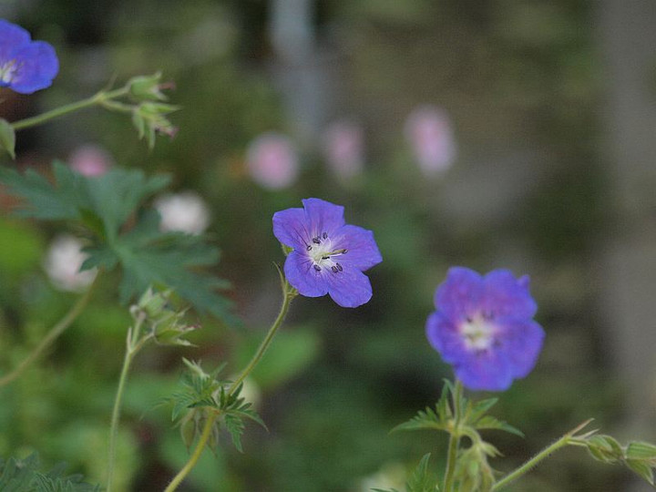 P5255109