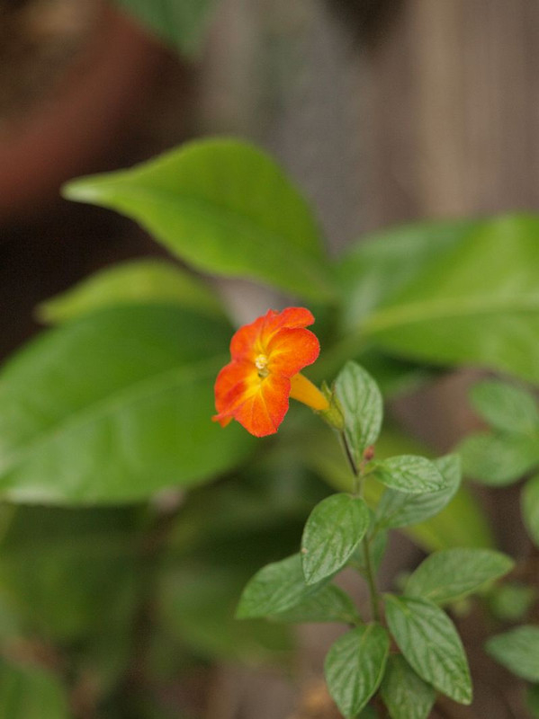 P5275681
