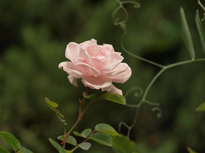 P5275686