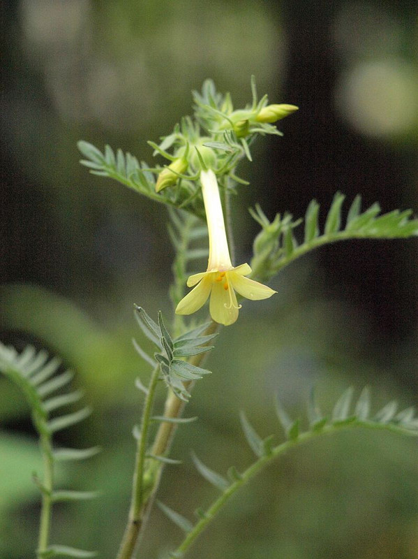 P5285714