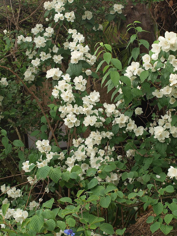 P5295754