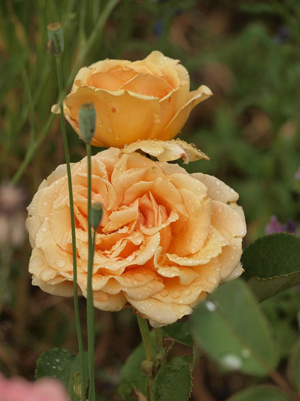 P5295759