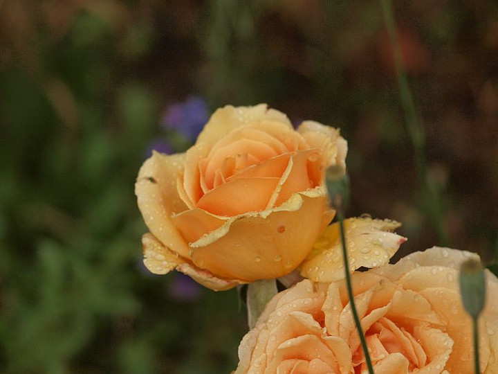 P5295760