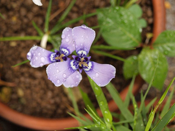 P5295780