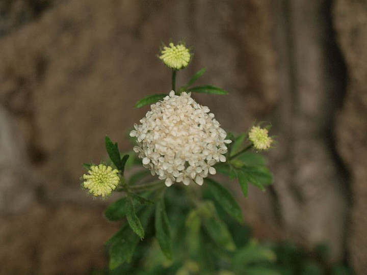 P5295795
