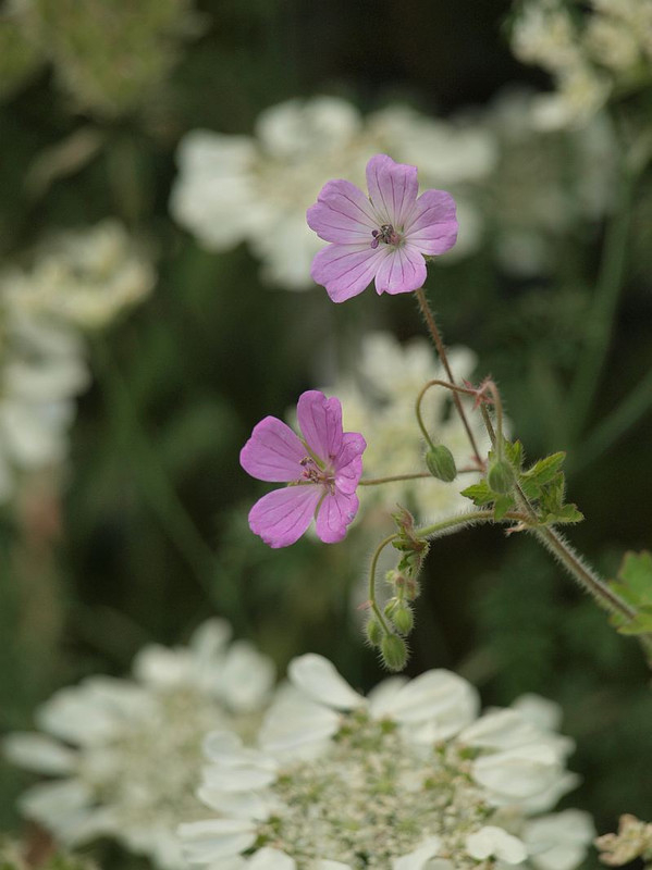P5305813