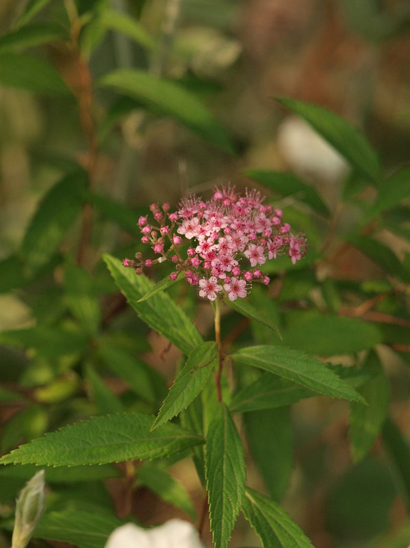 P5305824