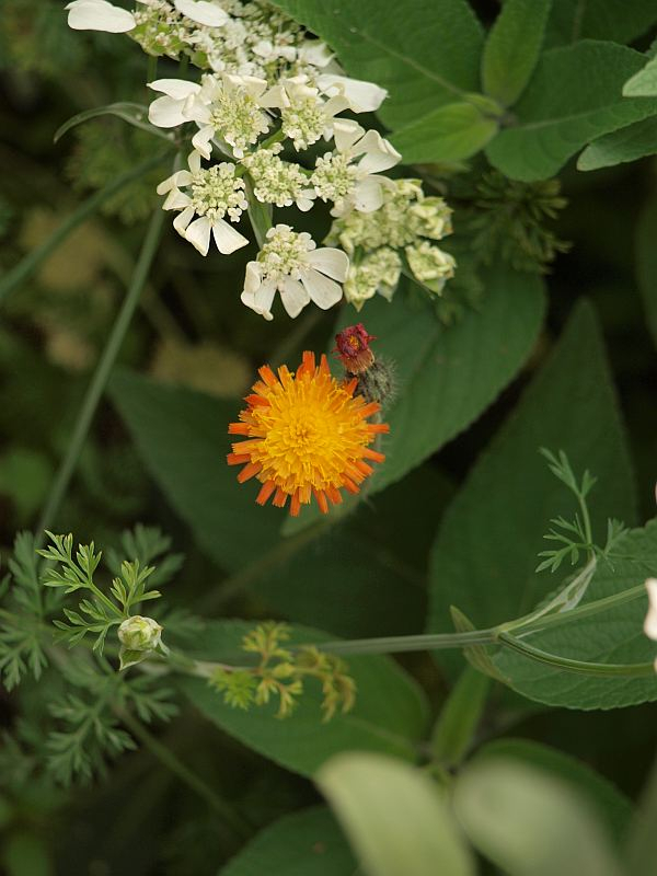 P5315917
